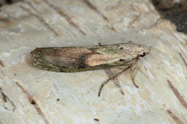 Bee Moth (Aphomia sociella), adult. Ouston, 23-06-2019. Copyright Verna Atkinson.
