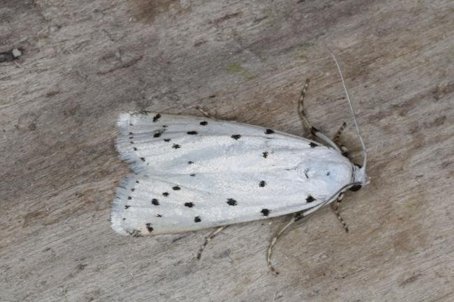 Thistle Ermine (Myelois circumvoluta), adult. Ouston, 28-06-2016. Copyright Verna Atkinson.