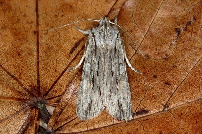 Blair's Shoulder-knot (Lithophane leautieri), adult. Ouston, 22-09-2019. Copyright Verna Atkinson.