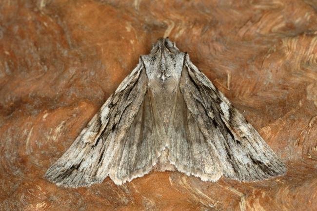 Blair's Shoulder-knot (Lithophane leautieri), adult. Ouston, 18-10-2019. Copyright Verna Atkinson.