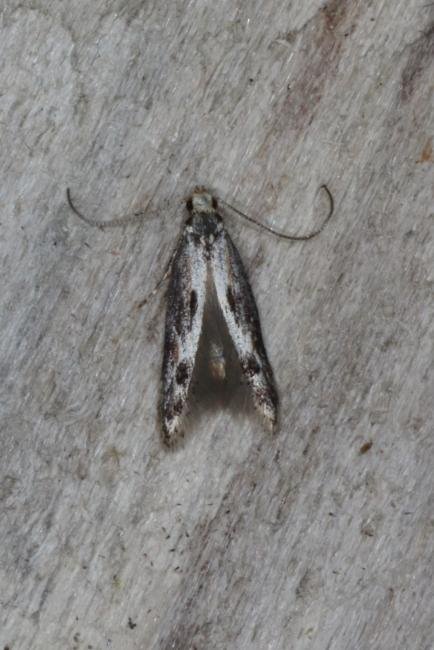 Blastodacna hellerella, adult. Ouston, 20-07-2016. Copyright Verna Atkinson.