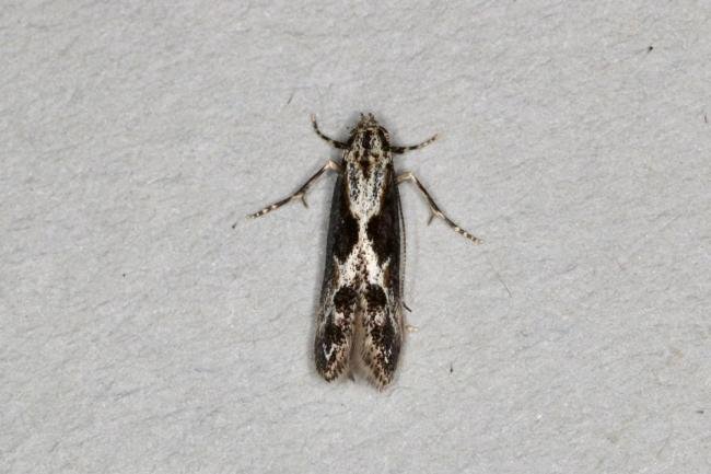 Blastodacna hellerella, adult. Ouston, 26-06-2020. Copyright Verna Atkinson.