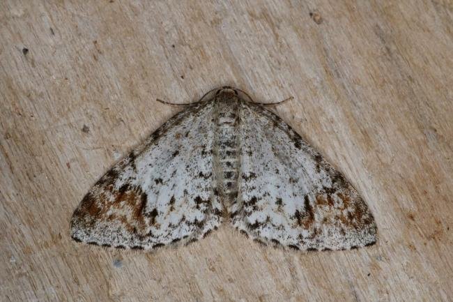 Blomer's Rivulet (Venusia blomeri), adult. Castle Eden Dene, 12-07-2022. Copyright Verna Atkinson.