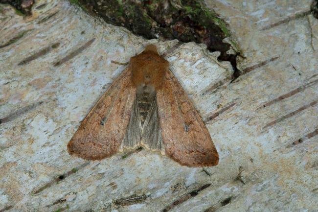 Brick (Sunira circellaris), adult. Ouston, 05-11-2018. Copyright Verna Atkinson.