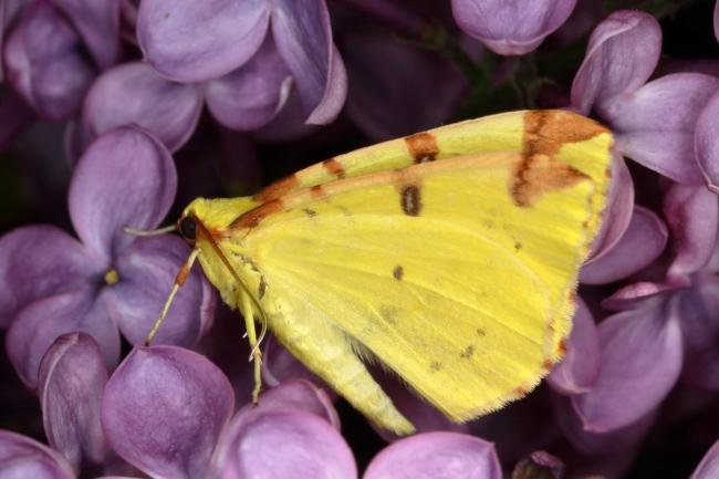 Brimstone Moth (Opisthograptis luteolata), adult. Ouston, 20-05-2020. Copyright Verna Atkinson.