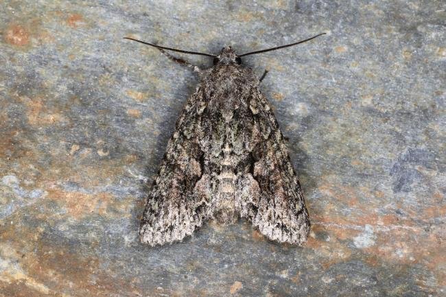 Brindled Green (Dryobotodes eremita), adult. Ouston, 17-09-2023. Copyright Verna Atkinson.