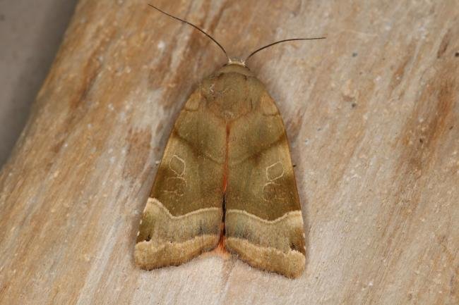 Broad-bordered Yellow Underwing (Noctua fimbriata), adult. Castle Eden Dene, 12-07-2022. Copyright Verna Atkinson.