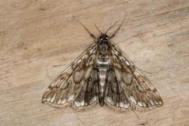 Brown China-mark (Elophila nymphaeata), adult. Ouston, 14-07-2019. Copyright Verna Atkinson.