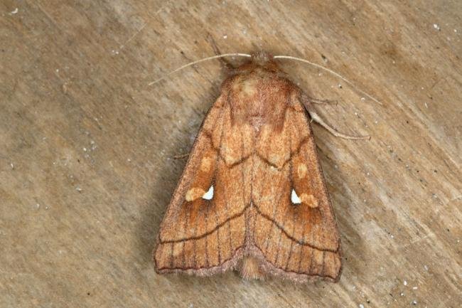 Brown-line Bright-eye (Mythimna conigera), adult. Ouston, 13-07-2019. Copyright Verna Atkinson.