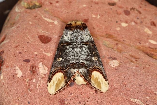 Buff-tip (Phalera bucephala), adult. Ouston, 21-05-2023. Copyright Verna Atkinson.