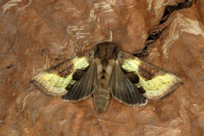 Burnished Brass (Diachrysia chrysitis), adult. Ouston, 16-09-2019. Copyright Verna Atkinson.
