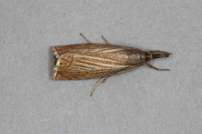 Garden Grass-veneer (Chrysoteuchia culmella), adult. Ouston, 14-06-2020. Copyright Verna Atkinson.