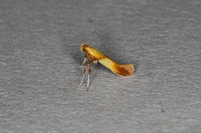 Caloptilia alchimiella, adult. Ouston, 23-08-2023. Copyright Verna Atkinson.