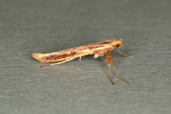 Caloptilia elongella, adult. Ouston, 20-04-2019. Copyright Verna Atkinson.