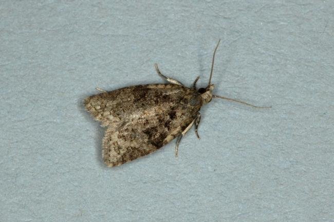 Capua vulgana, adult. Ouston, 31-05-2019. Copyright Verna Atkinson.