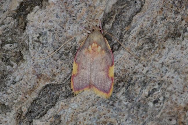 Carcina quercana, adult. Ouston, 23-06-2022. Copyright Verna Atkinson.