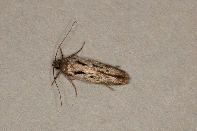 Carpatolechia decorella, adult. Ouston, 20-03-2019. Copyright Verna Atkinson.