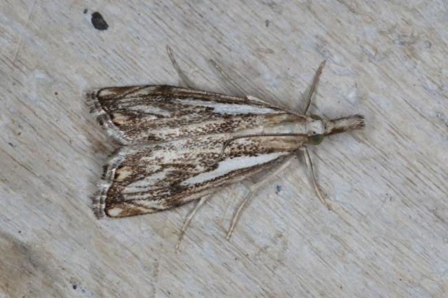 Catoptria falsella, adult. Ouston, 26-07-2016. Copyright Verna Atkinson.