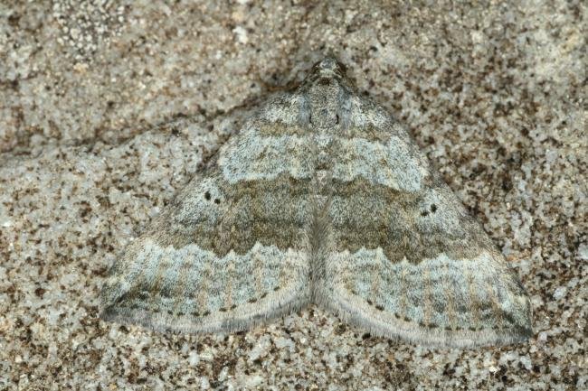 Chalk Carpet (Scotopteryx bipunctaria), adult. Fulwell Quarry, 10-07-2019. Copyright Verna Atkinson.