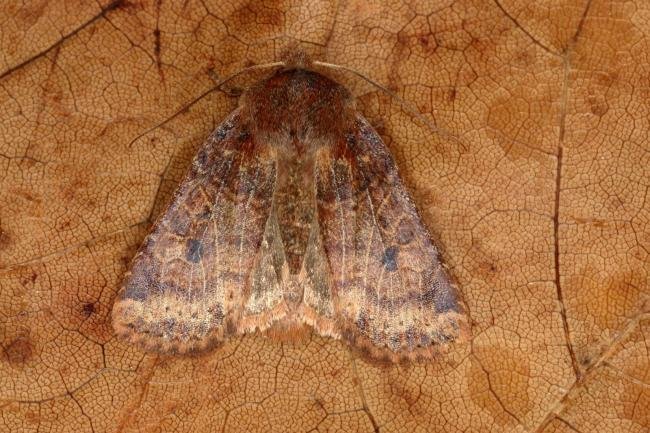 Chestnut (Conistra vaccinii), adult. Ouston, 08-12-2019. Copyright Verna Atkinson.