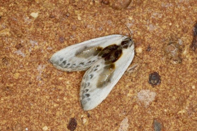Chinese Character (Cilix glaucata), adult. Ouston, 09-06-2022. Copyright Verna Atkinson.