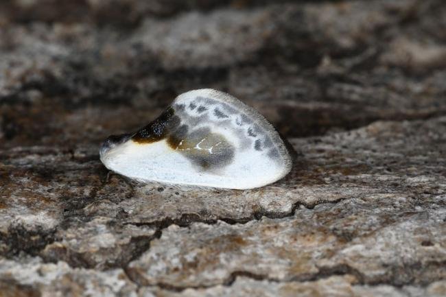 Chinese Character (Cilix glaucata), adult. Ouston, 11-05-2023. Copyright Verna Atkinson.
