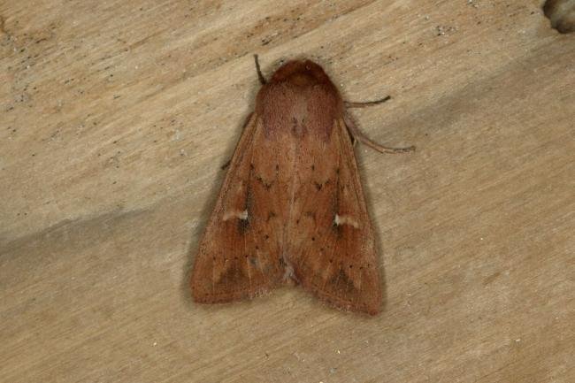 Clay (Mythimna ferrago), adult. Ouston, 25-06-2019. Copyright Verna Atkinson.