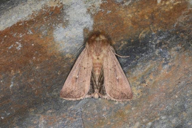 Clay (Mythimna ferrago), adult. Ouston, 03-07-2023. Copyright Verna Atkinson.