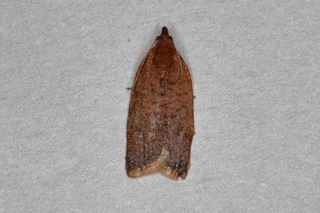 Clepsis consimilana, adult. Ouston, 29-06-2019. Copyright Verna Atkinson.