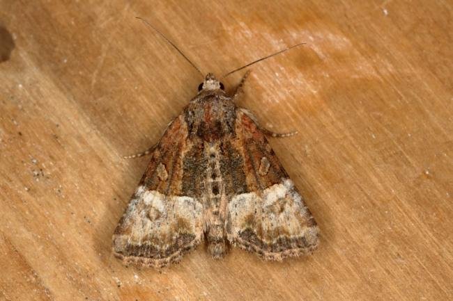 Cloaked Minor (Mesoligia furuncula), adult. Ouston, 06-08-2019. Copyright Verna Atkinson.