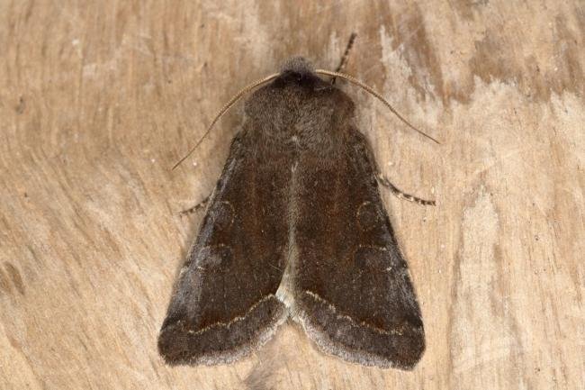 Clouded Drab (Orthosia incerta), adult. Ouston, 12-03-2016. Copyright Verna Atkinson.