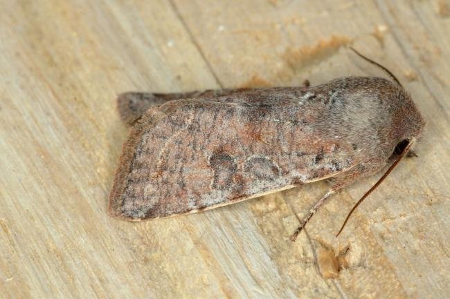 Clouded Drab (Orthosia incerta), adult. Ouston, 11-04-2020. Copyright Verna Atkinson.