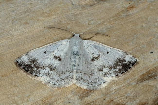 Clouded Silver (Lomographa temerata), adult. Ouston, 08-05-2020. Copyright Verna Atkinson.