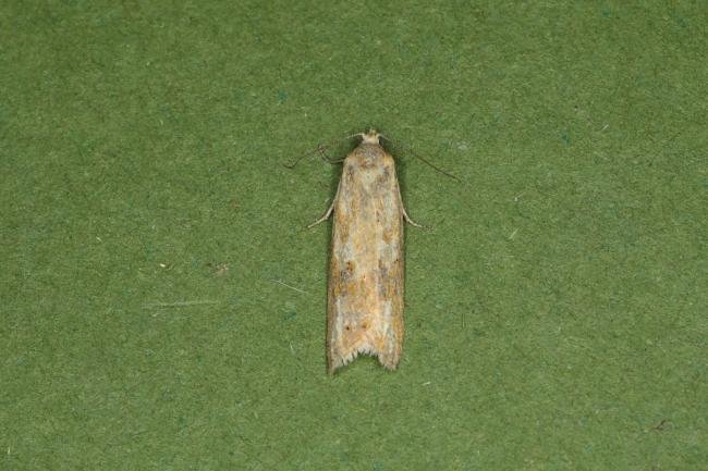 Cnephasia longana, adult. Ouston, 07-08-2023. Copyright Verna Atkinson.