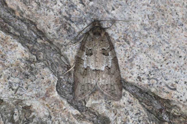 Cnephasia species (Cnephasia sp.), adult. Ouston, 03-07-2022. Copyright Verna Atkinson.