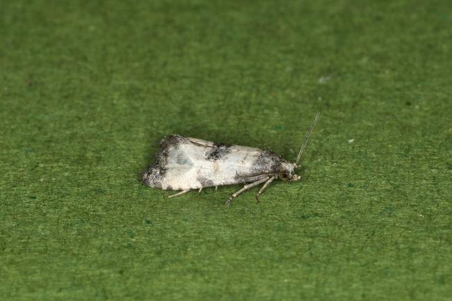 Neocochylis dubitana, adult. Ouston, 07-08-2023. Copyright Verna Atkinson.
