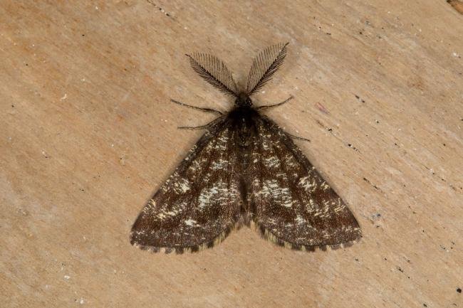 Common Heath (Ematurga atomaria), adult. Ouston, 15-05-2018. Copyright Verna Atkinson.