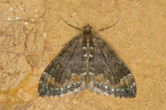 Common Marbled Carpet (Dysstroma truncata), adult. Ouston, 28-08-2021. Copyright Verna Atkinson.