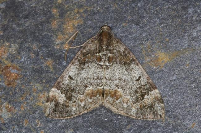 Common Marbled Carpet (Dysstroma truncata), adult. Ouston, 25-09-2021. Copyright Verna Atkinson.