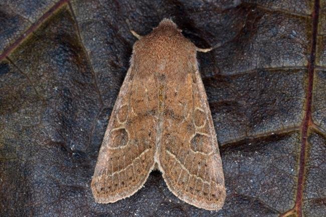 Common Quaker (Orthosia cerasi), adult. Ouston, 22-02-2016. Copyright Verna Atkinson.