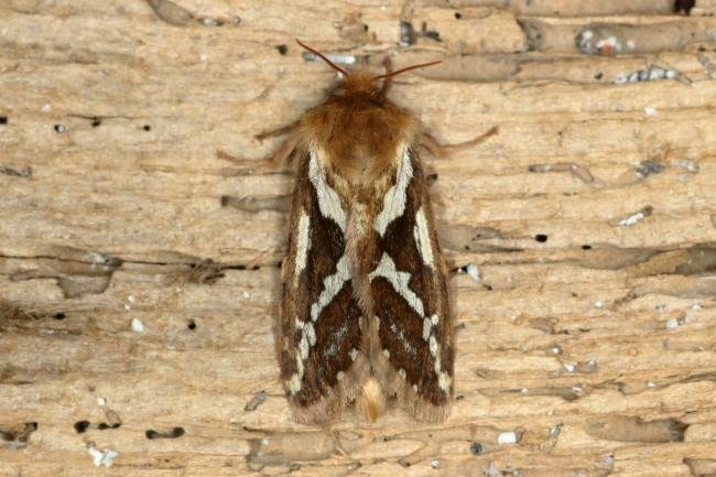 Common Swift (Korscheltellus lupulina), adult. Ouston, 20-05-2020. Copyright Verna Atkinson.