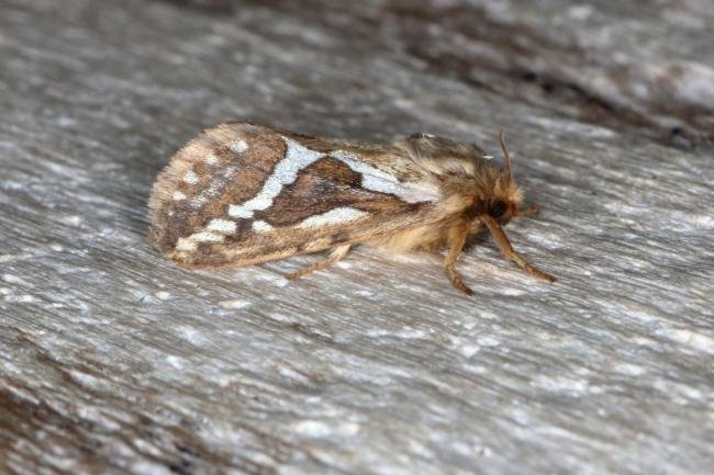 Common Swift (Korscheltellus lupulina), adult. Ouston, 04-06-2016. Copyright Verna Atkinson.