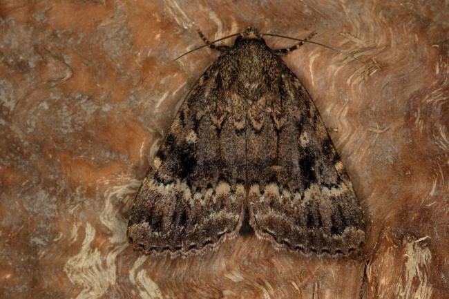Copper Underwing agg. (Amphipyra pyramidea/berbera), adult. Ouston, 15-09-2019. Copyright Verna Atkinson.
