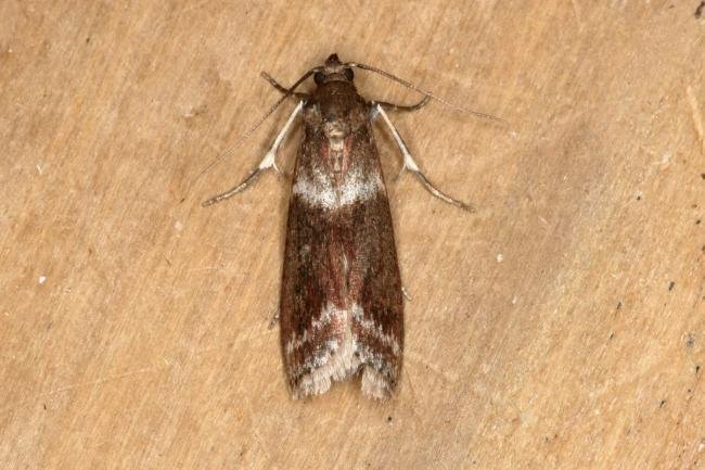 Cryptoblabes bistriga, adult. Ouston, 23-06-2019. Copyright Verna Atkinson.
