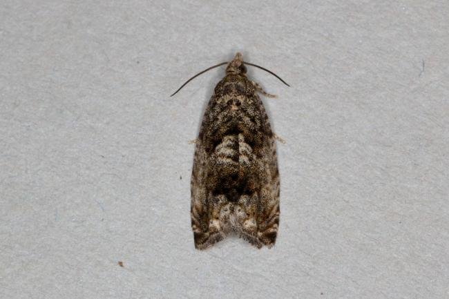 Cydia fagiglandana, adult. Ouston, 15-06-2020. Copyright Verna Atkinson.