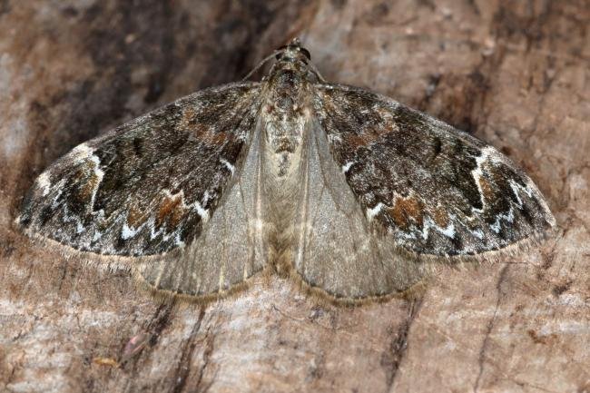Dark Marbled Carpet (Dysstroma citrata), adult. Ouston, 22-07-2017. Copyright Verna Atkinson.