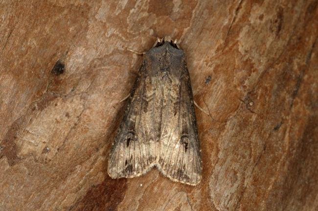 Dark Sword-grass (Agrotis ipsilon), adult. Ouston, 03-05-2020. Copyright Verna Atkinson.