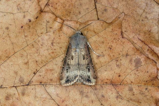 Dark Sword-grass (Agrotis ipsilon), adult. Ouston, 18-09-2018. Copyright Verna Atkinson.
