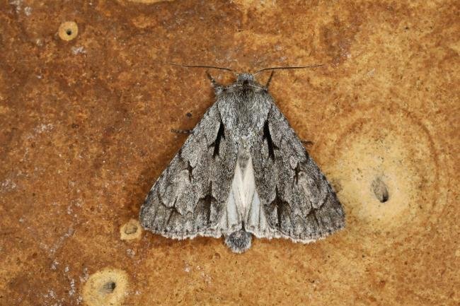 Dark Dagger / Grey Dagger (Acronicta tridens/psi), adult. Ouston, 18-05-2023. Copyright Verna Atkinson.