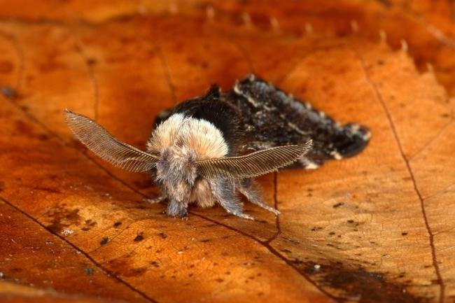 December Moth (Poecilocampa populi), adult. Ouston, 08-12-2019. Copyright Verna Atkinson.
